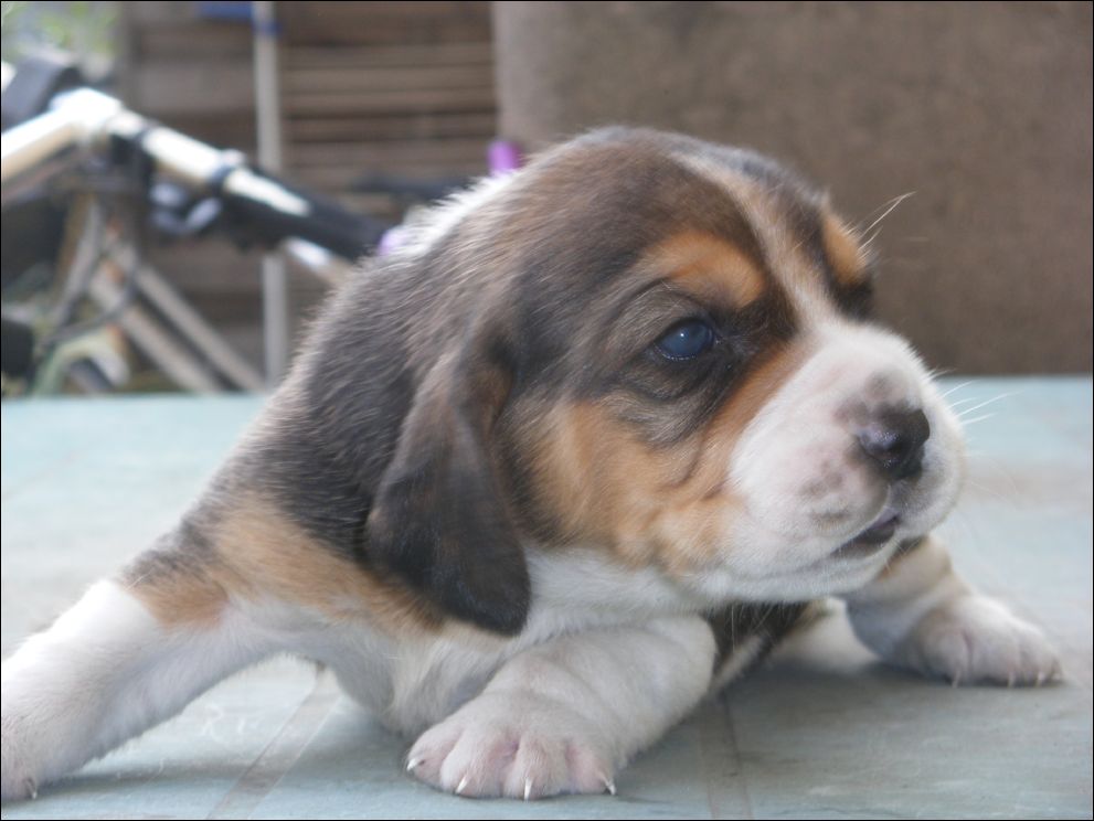 cuccioli amelie-45